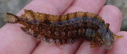 Clinitrachus argentatus_01123